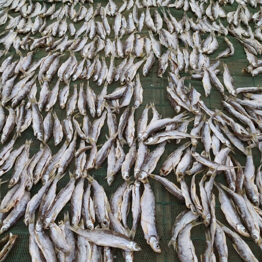 洪湖市刁子鱼干  洪湖刁子鱼特级翘白刁干货小白刁1斤湖北特产