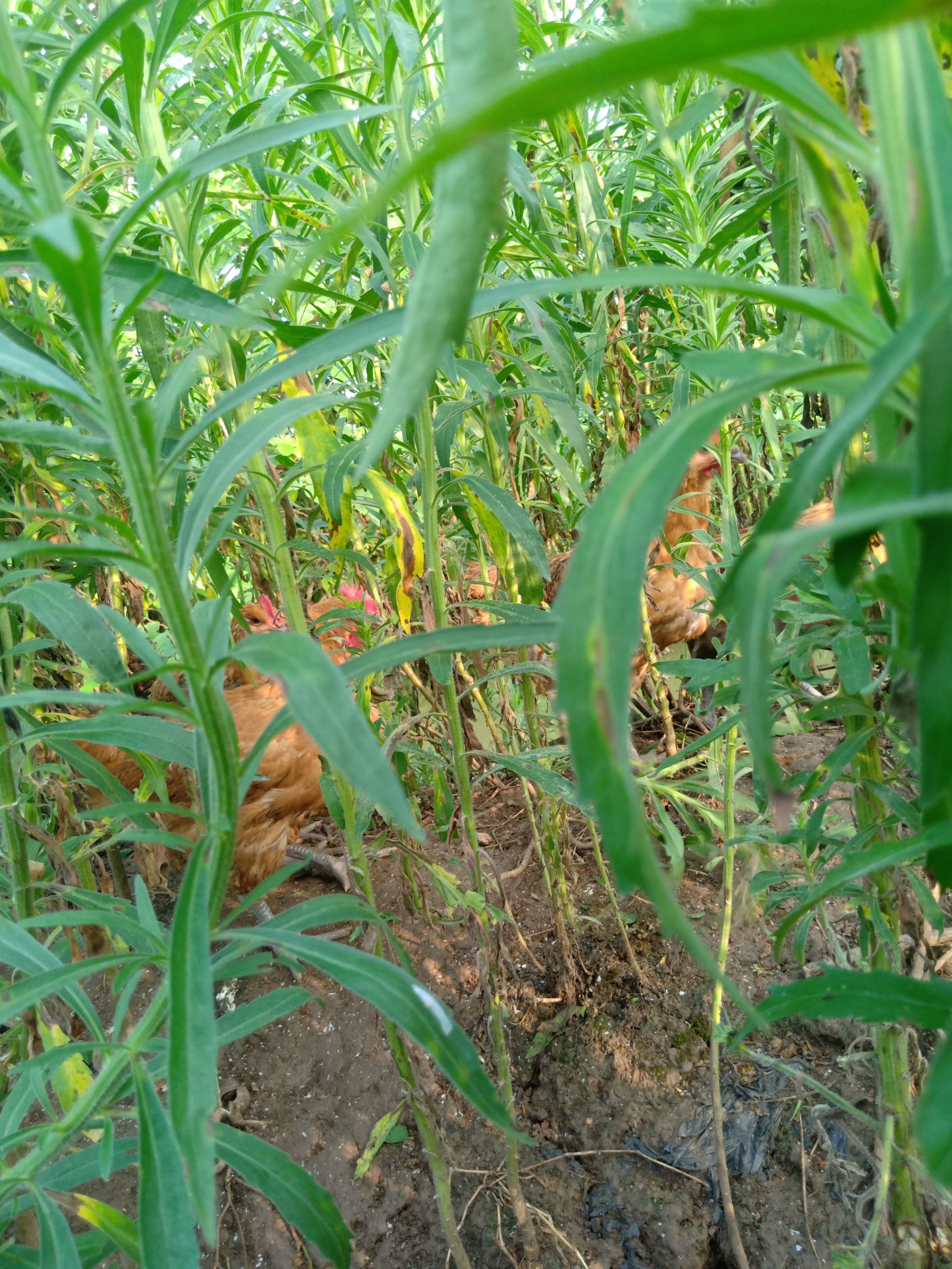  青脚麻鸡