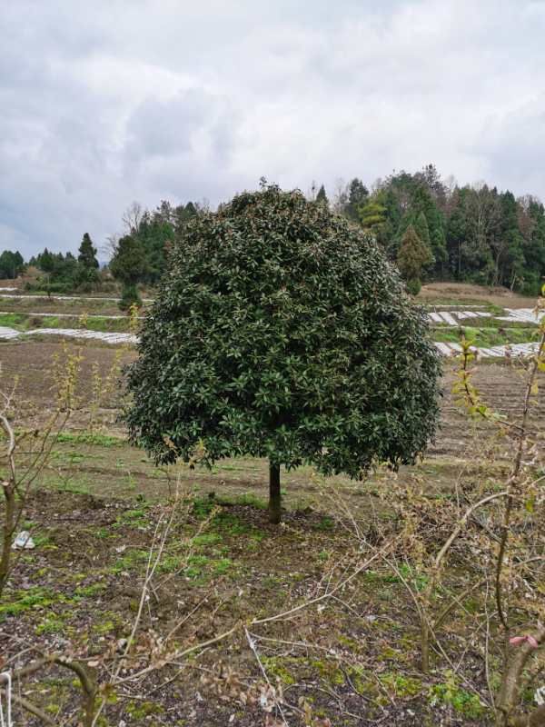  大量出售各種規(guī)格桂花樹