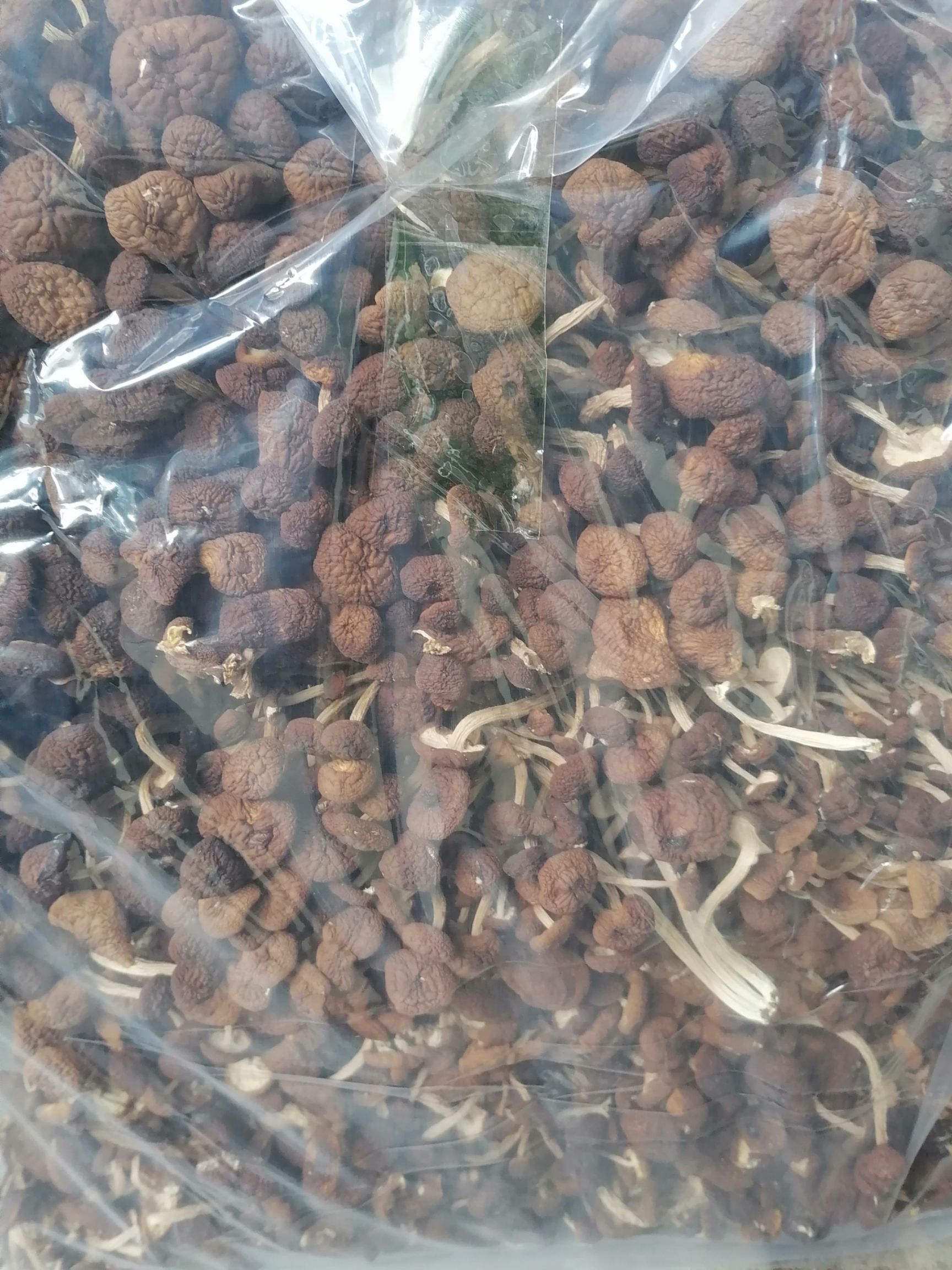  新货广昌五号茶树菇 干货