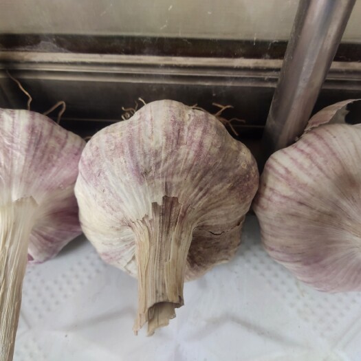 大名县紫皮大蒜 大名紫皮红
