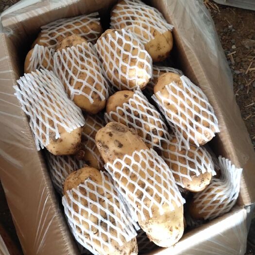 安丘市荷兰15号土豆 诚信第一合作共赢