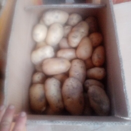 饶阳县荷兰15号土豆 统货