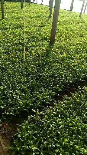 寿光市 寿光市精品茼蒿产地直销货源充足无公害产品自然生长