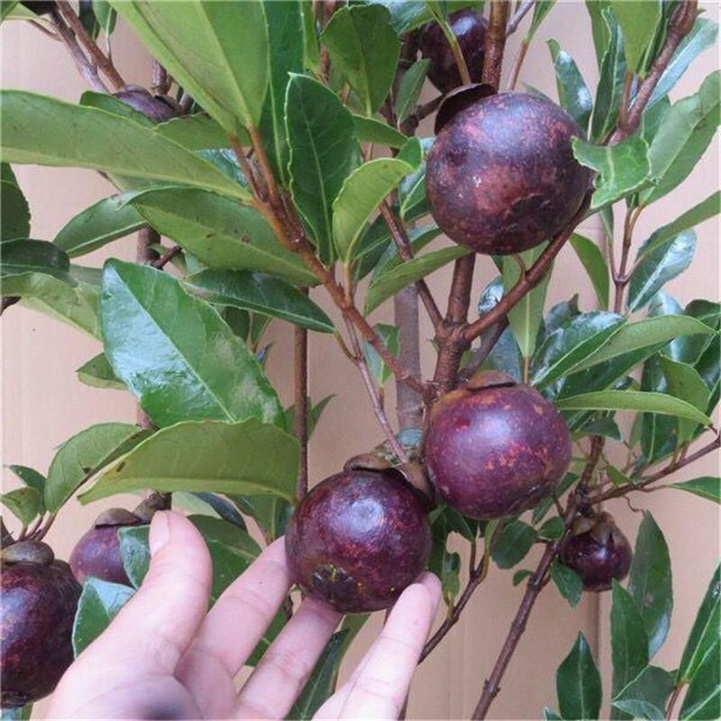 泰国山竹苗山竹树苗南方北方种植当年结果