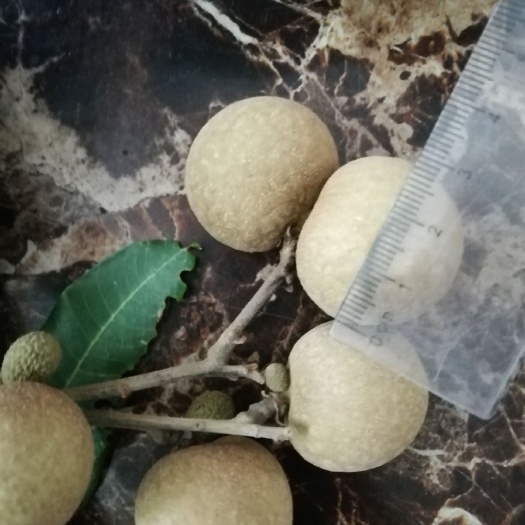储良龙眼 6