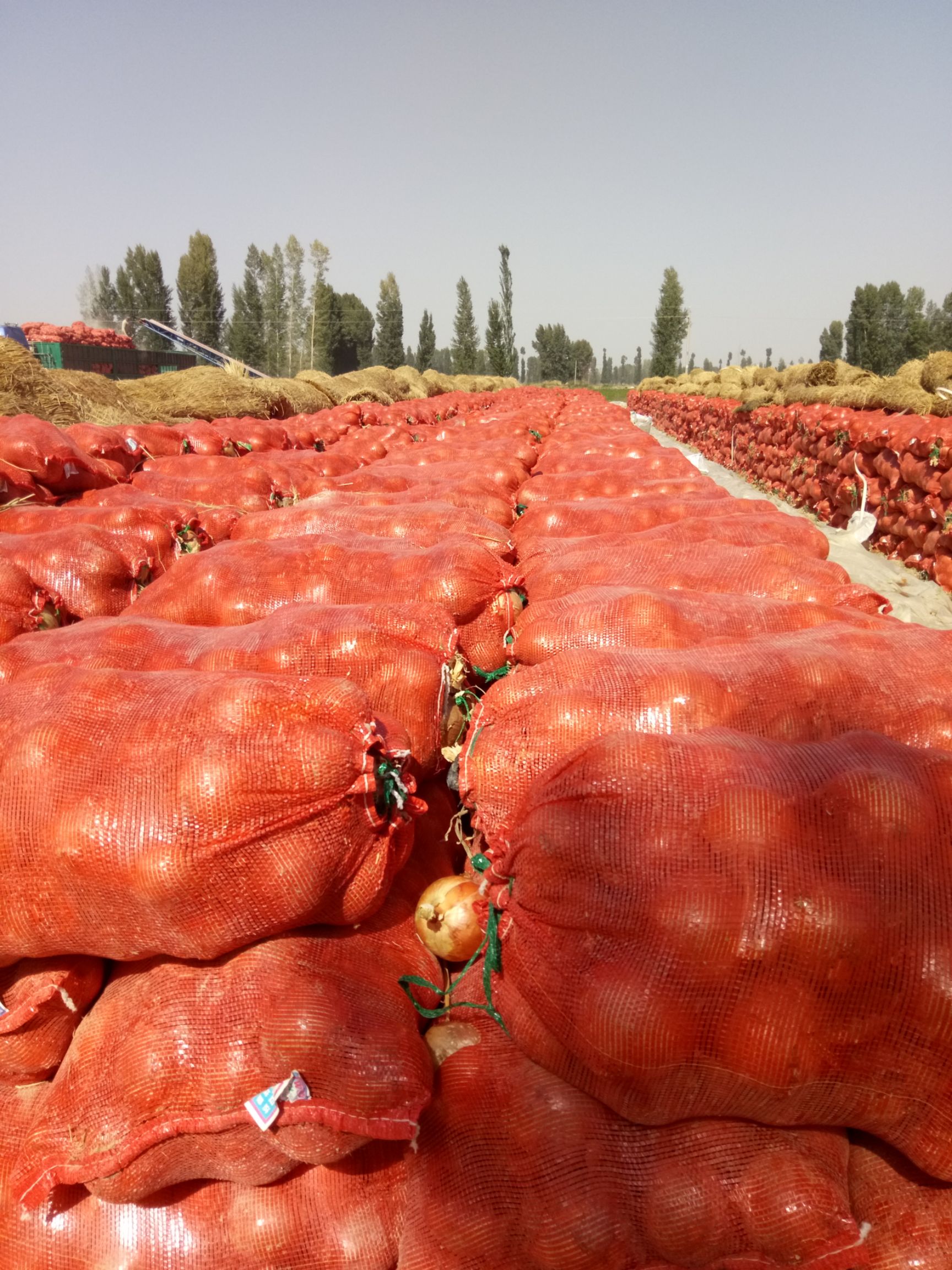 黄皮洋葱5-8. 8-12规格货源充足