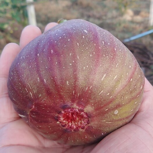 瑪斯義陶芬  紅皮無花果，基地直供，波姬紅，