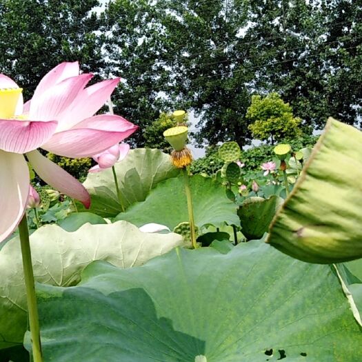 监利市 洪湖湿地生态莲蓬