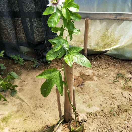 灵山县 百香果苗 黄金百香果苗 紫香 荔枝味绿皮百香果树苗当年结果