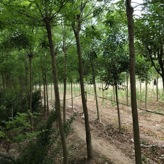 鄢陵县丝棉木 1