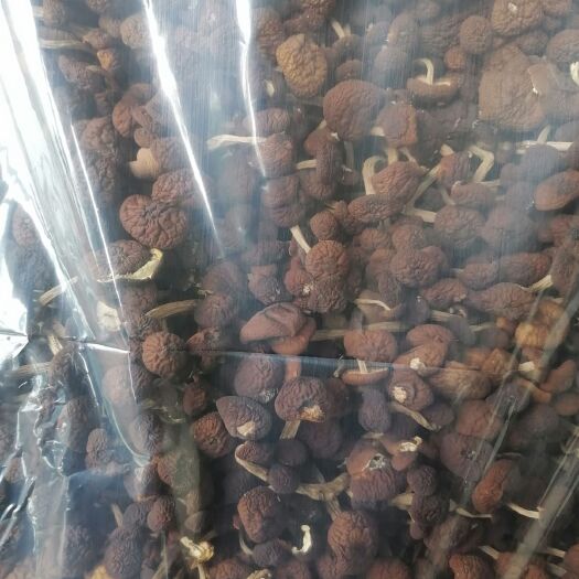 肥东县 新货广昌五号茶树菇 干货