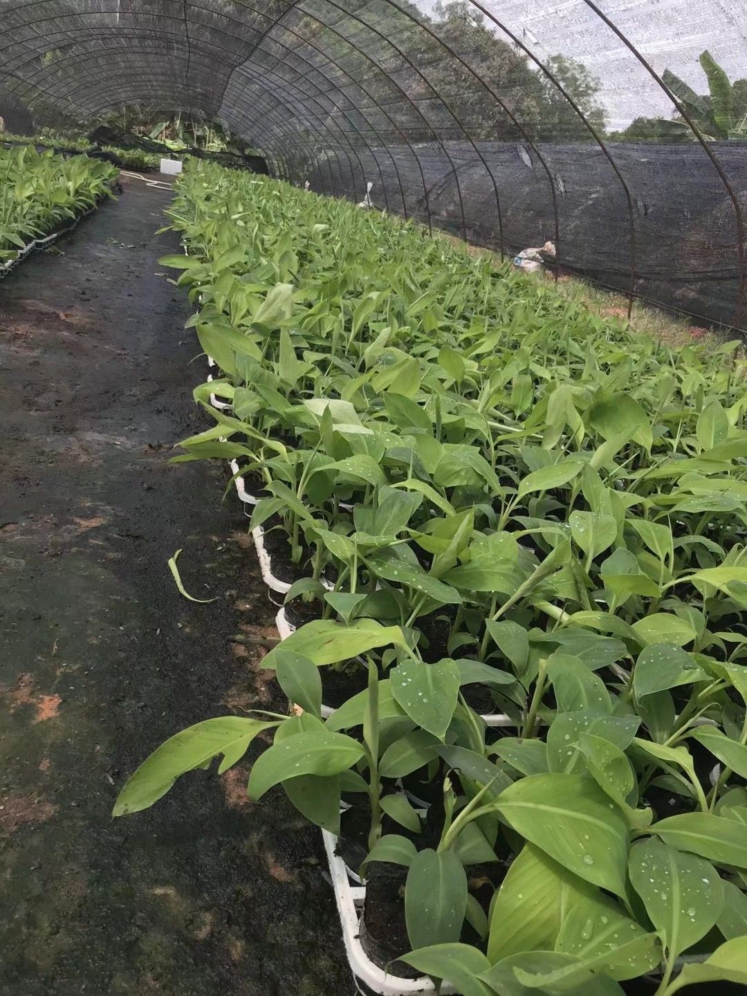  香蕉苗，威廉斯B6香蕉苗，高产品种当年结果