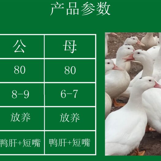 南宁 孵化场批发价，M18鸭苗，白番鸭苗，一点头鸭苗