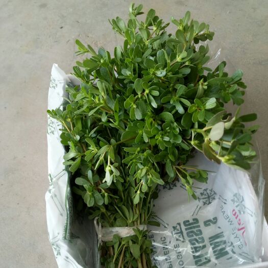 高青县马齿苋 天然，纯绿色。建康食品养生。