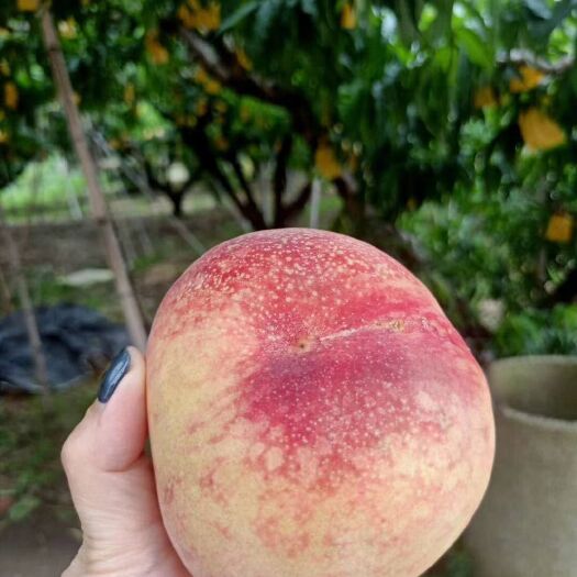 常州 阳山水蜜桃