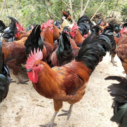 昆明土鸡苗  云南 正宗 纯种武定土鸡 疫苗齐全 厂家直销