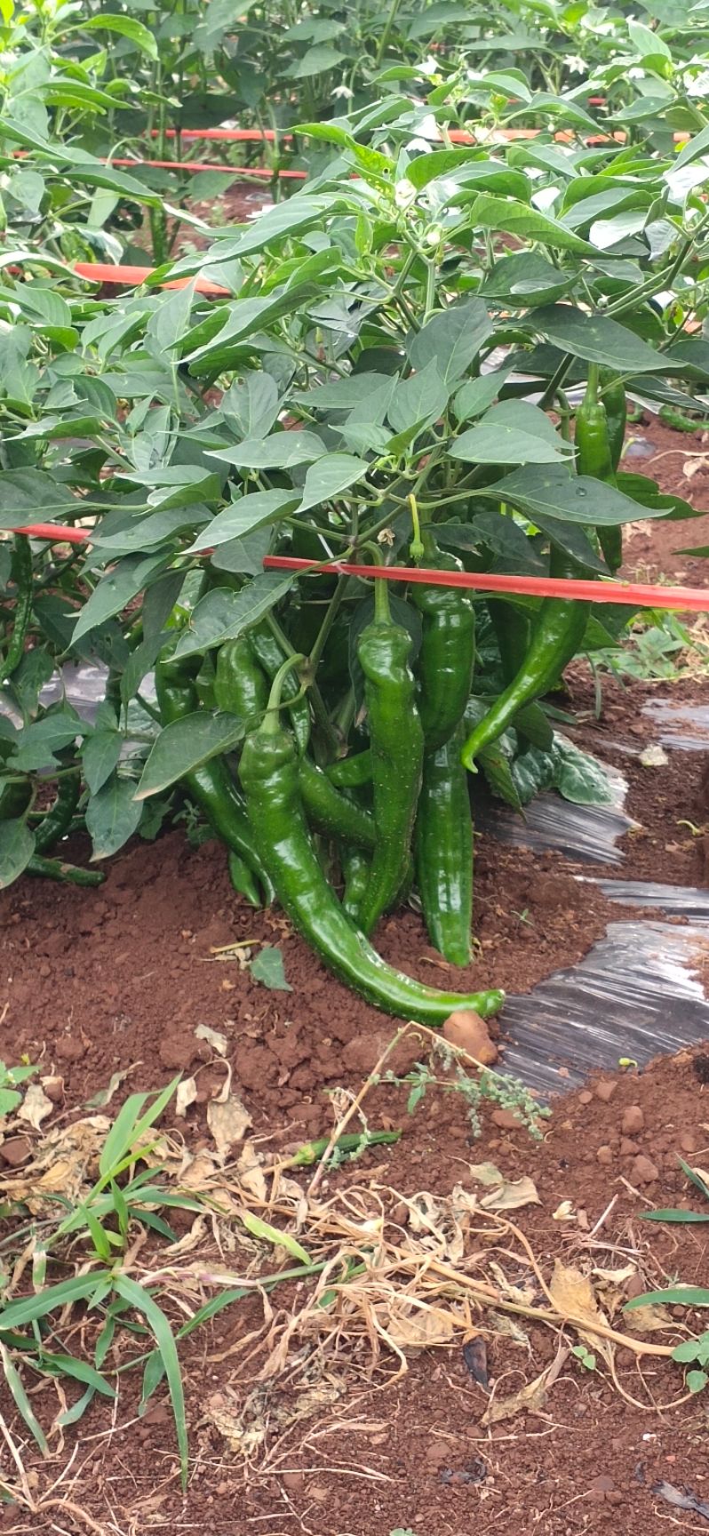 [牛角椒批发] 羊角椒价格2元/斤 - 惠农网