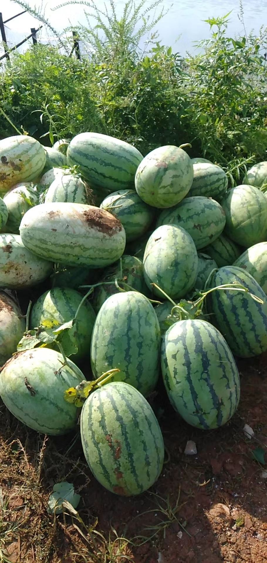 京欣西瓜  露天西瓜黄土西瓜