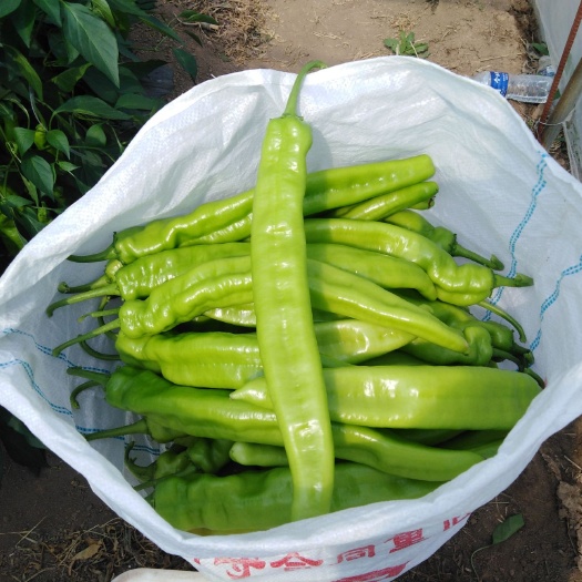 商河县 精品辣椒