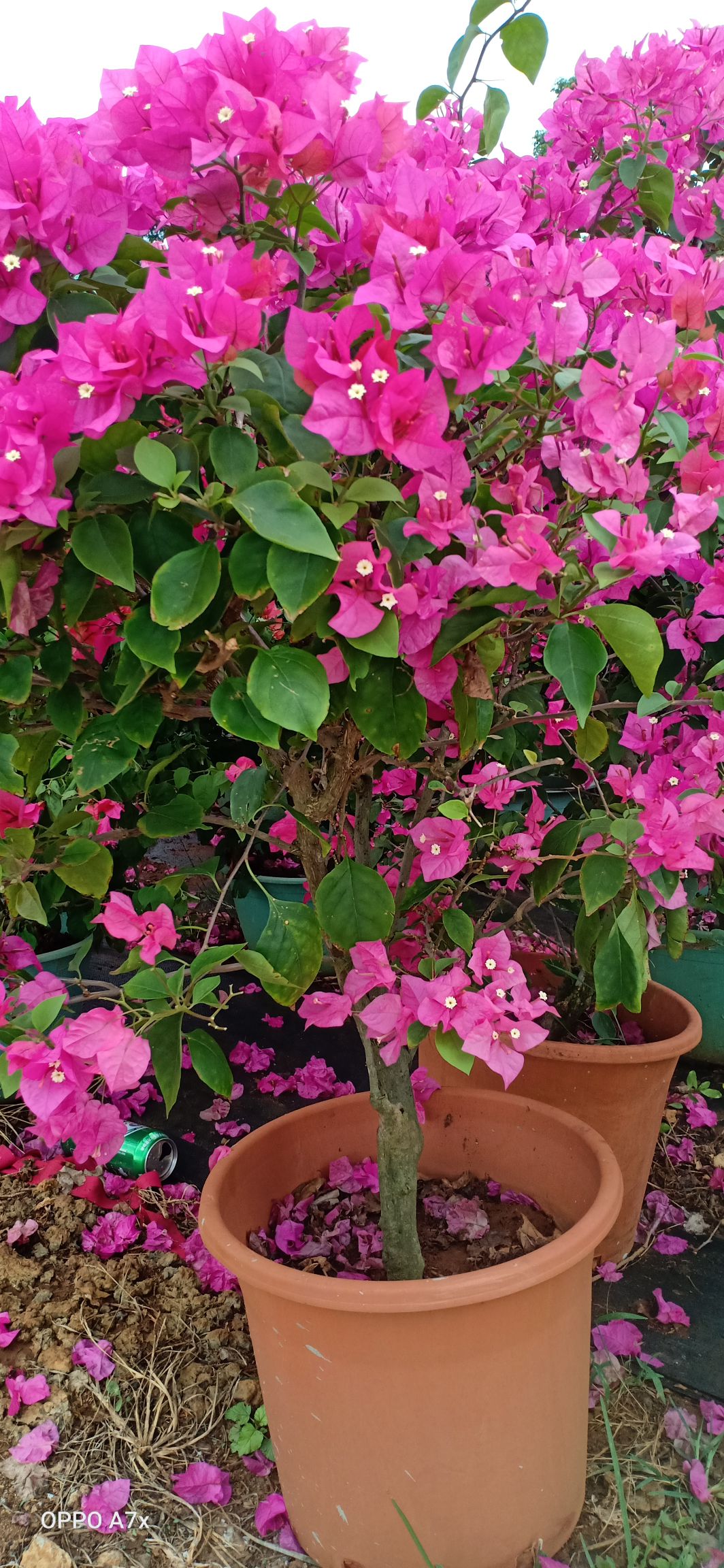  紫花三角梅球