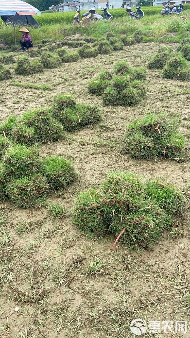 马尼拉草皮结缕草草皮大量现货