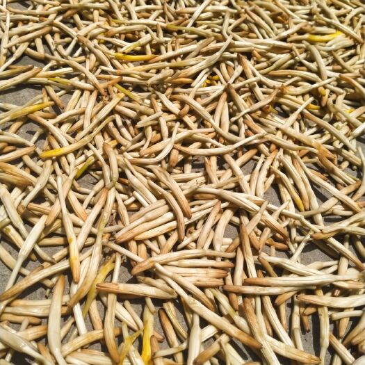 西安 农家新鲜黄花菜干货500g特级金针菜天然土特产无硫无熏蔬菜