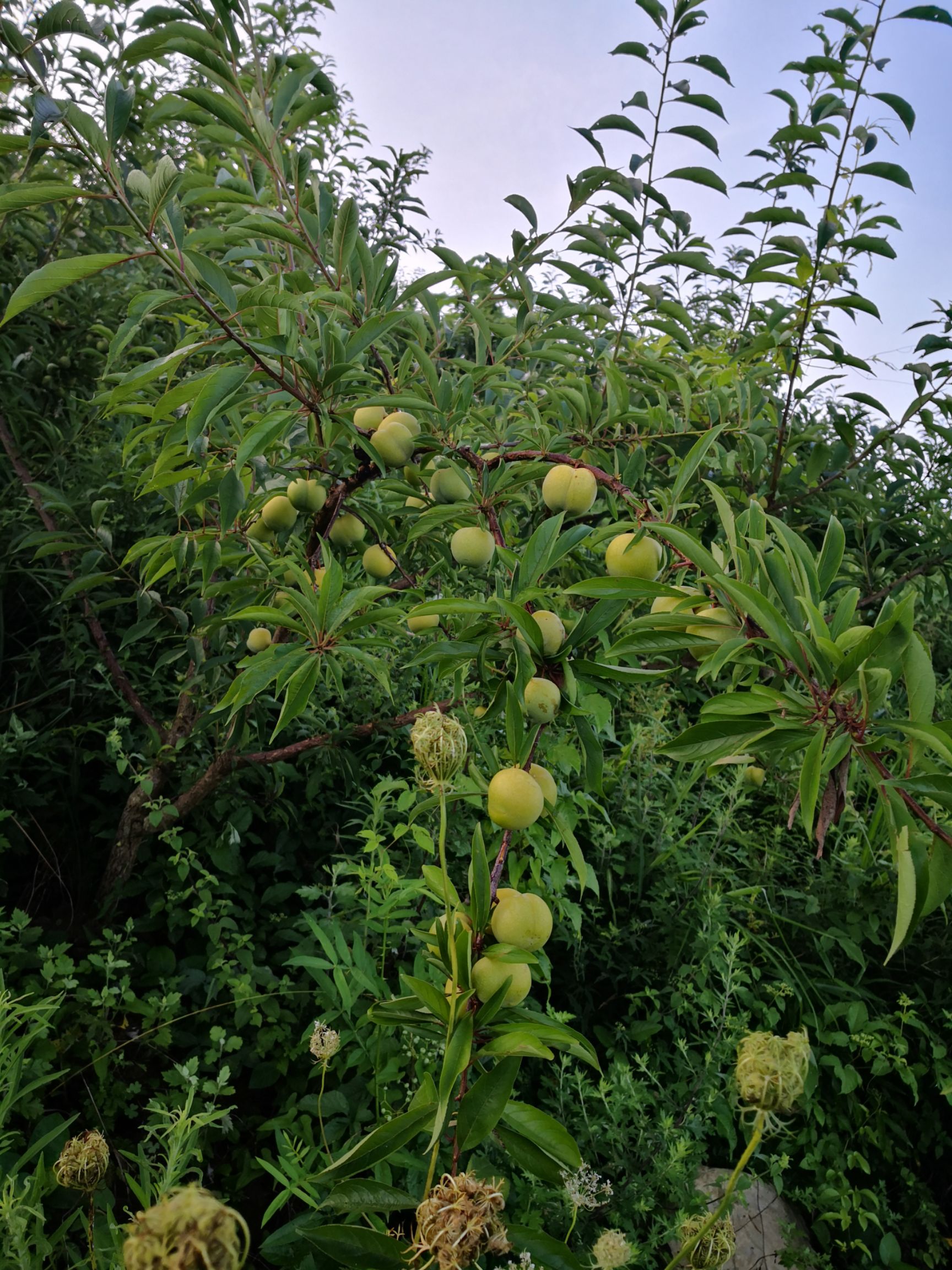 无污染山区种植汶川脆红李青脆李,品种纯正,口感奇佳,欢迎订