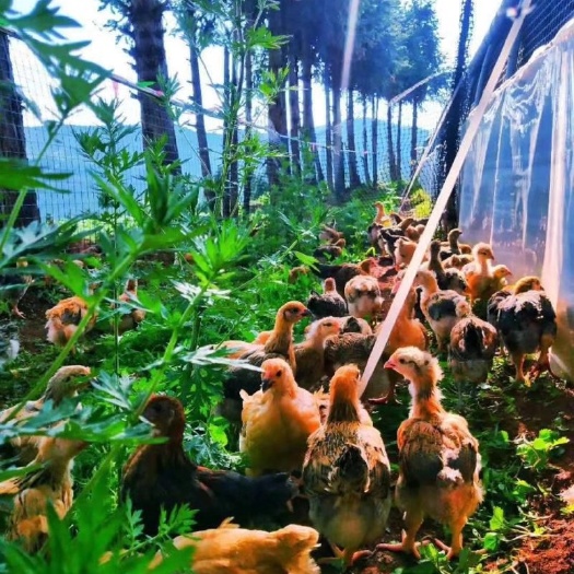 威宁县K9鸡苗 公