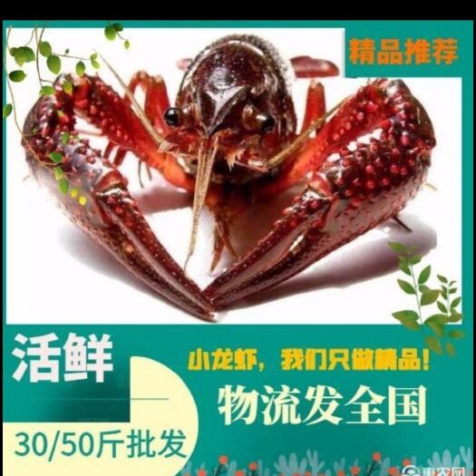 兴化市 兴化小龙虾，小中大