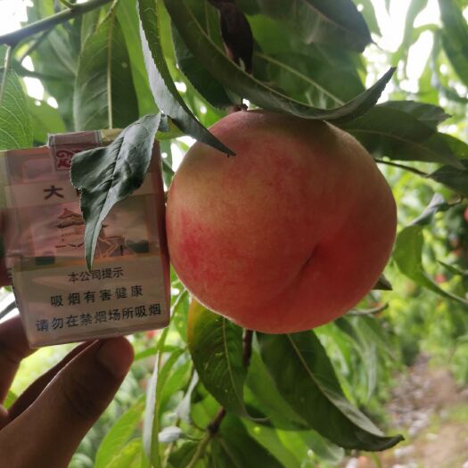 延津县红不软桃 不会软的大粉桃