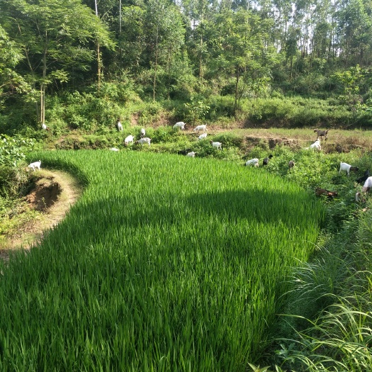 重庆市波尔山羊  因资金紧张，最后几个羊子40到60斤