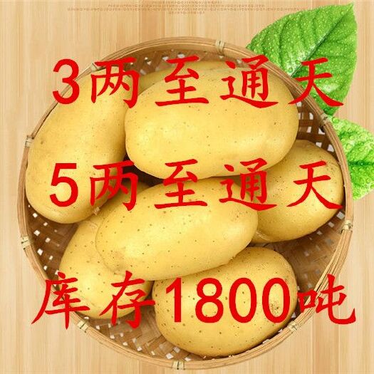 兰陵县冷库货荷兰15号土豆，3两以上通天货，土豆荷兰十五