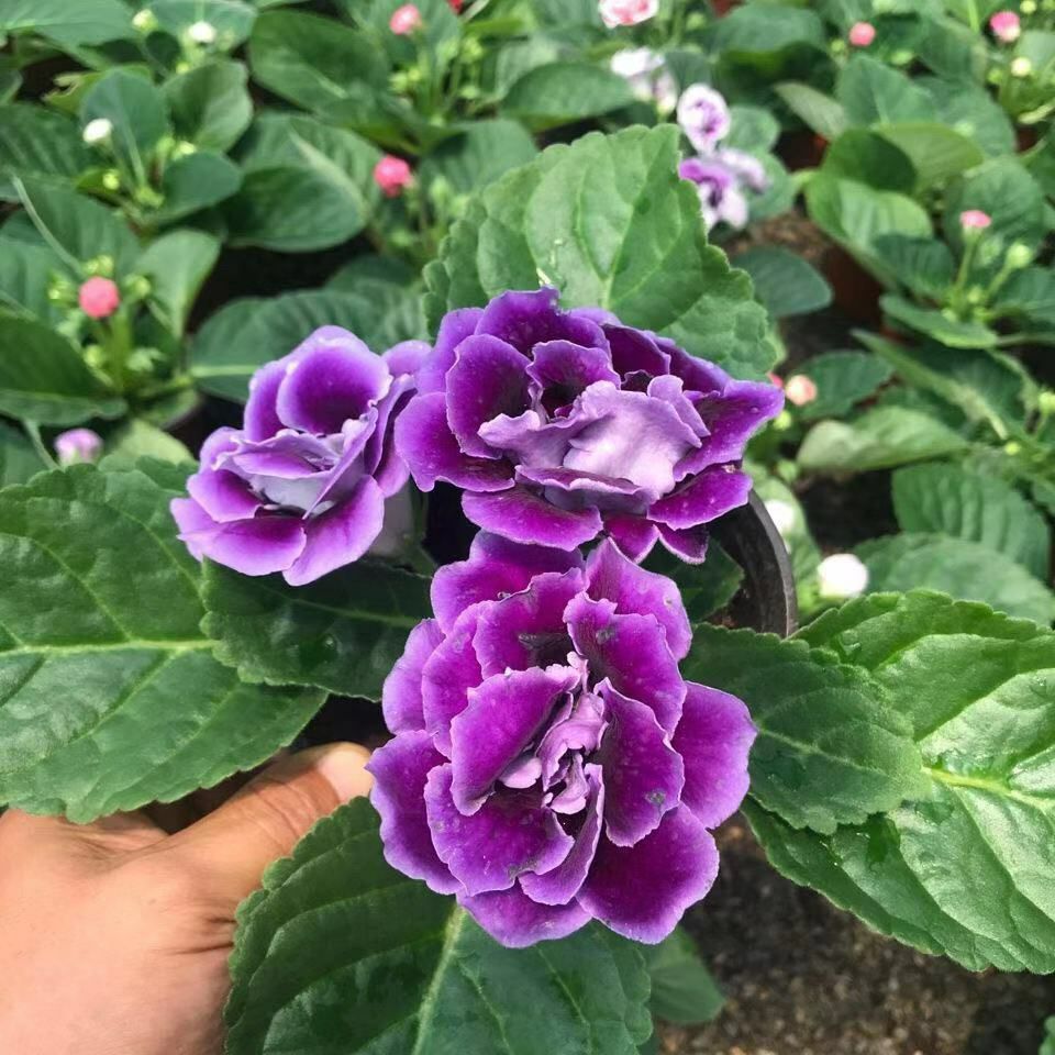 大岩桐批发]重瓣大岩桐盆栽花卉富贵芙蓉花四季开花价格3.5元/棵