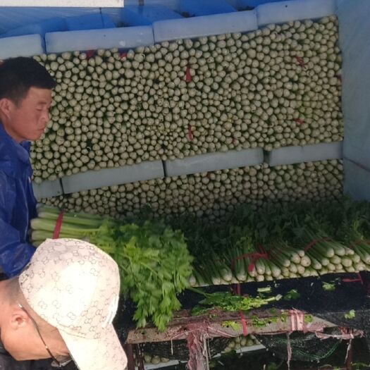 固原毛芹 货美价兼欢迎订购
