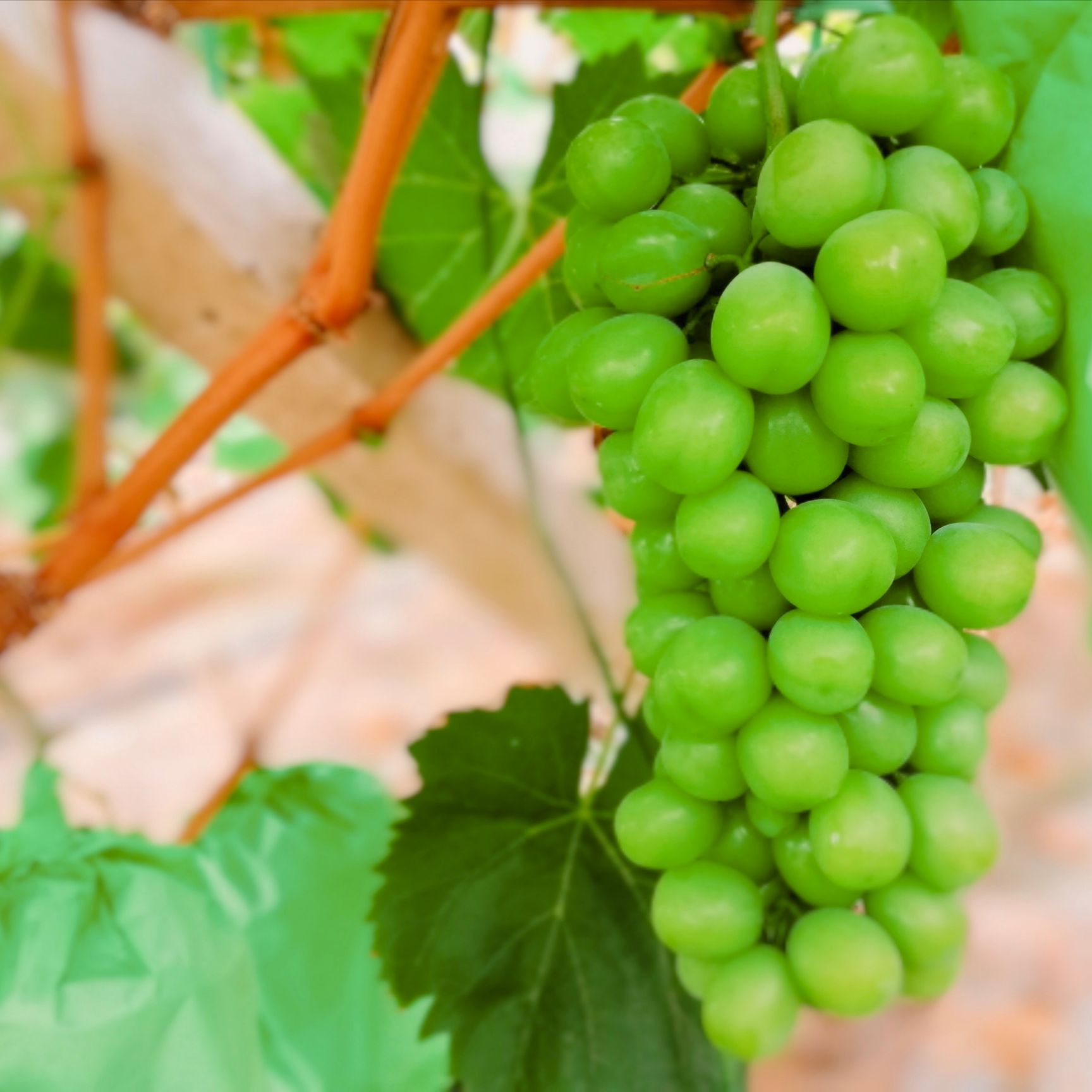  【基地直发 空运包邮】云南阳光玫瑰葡萄