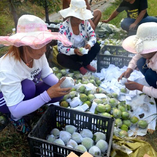 阜平县 北方最大梯田玉露香梨种植基地