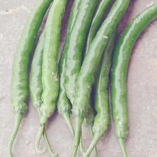 遵义二荆条辣椒 二荆条青椒光鲜亮丽，百亩良田大量供应，现摘现装单