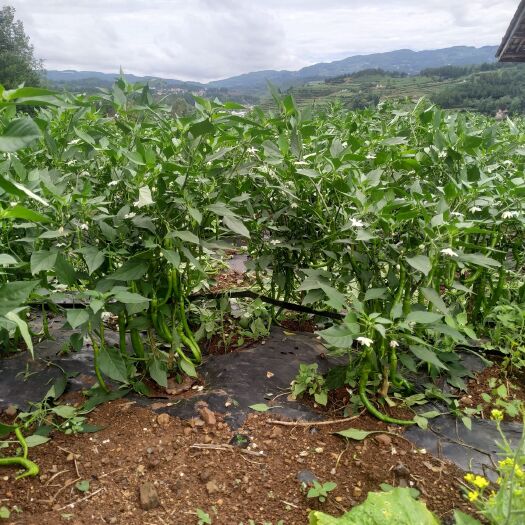 威宁县二荆条辣椒 鲜货二荆条小果型20吨，有需要的老板来谈