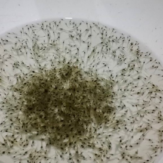 钦州白虾苗 长期供应 白对虾 淡水苗 品质高、活力好 养殖周期短