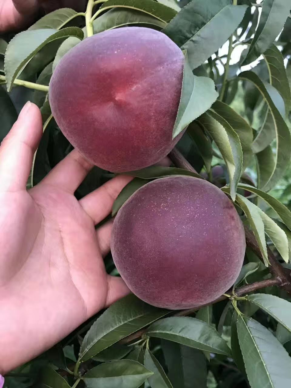  黑桃
