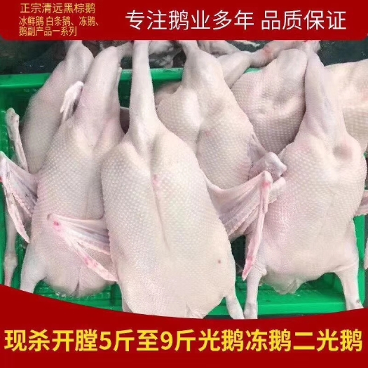 佛山黑棕鹅 6-8斤 统货 半圈养半散养