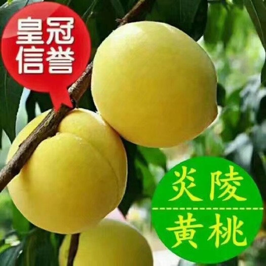 炎陵县锦绣黄桃 45mm以上 4两以上