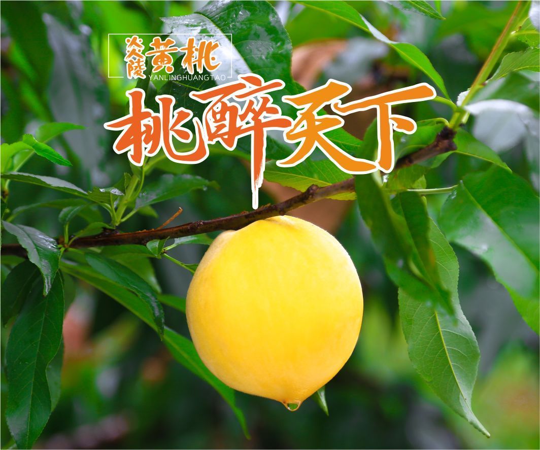  炎陵黄桃原产地现摘现卖