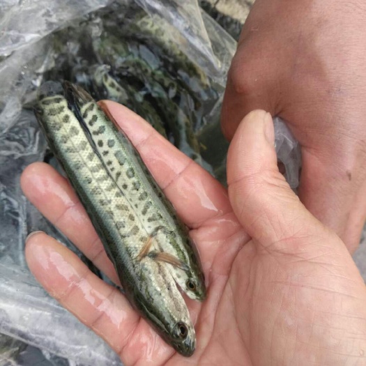 简阳市 黑鱼苗优良品种基地直供