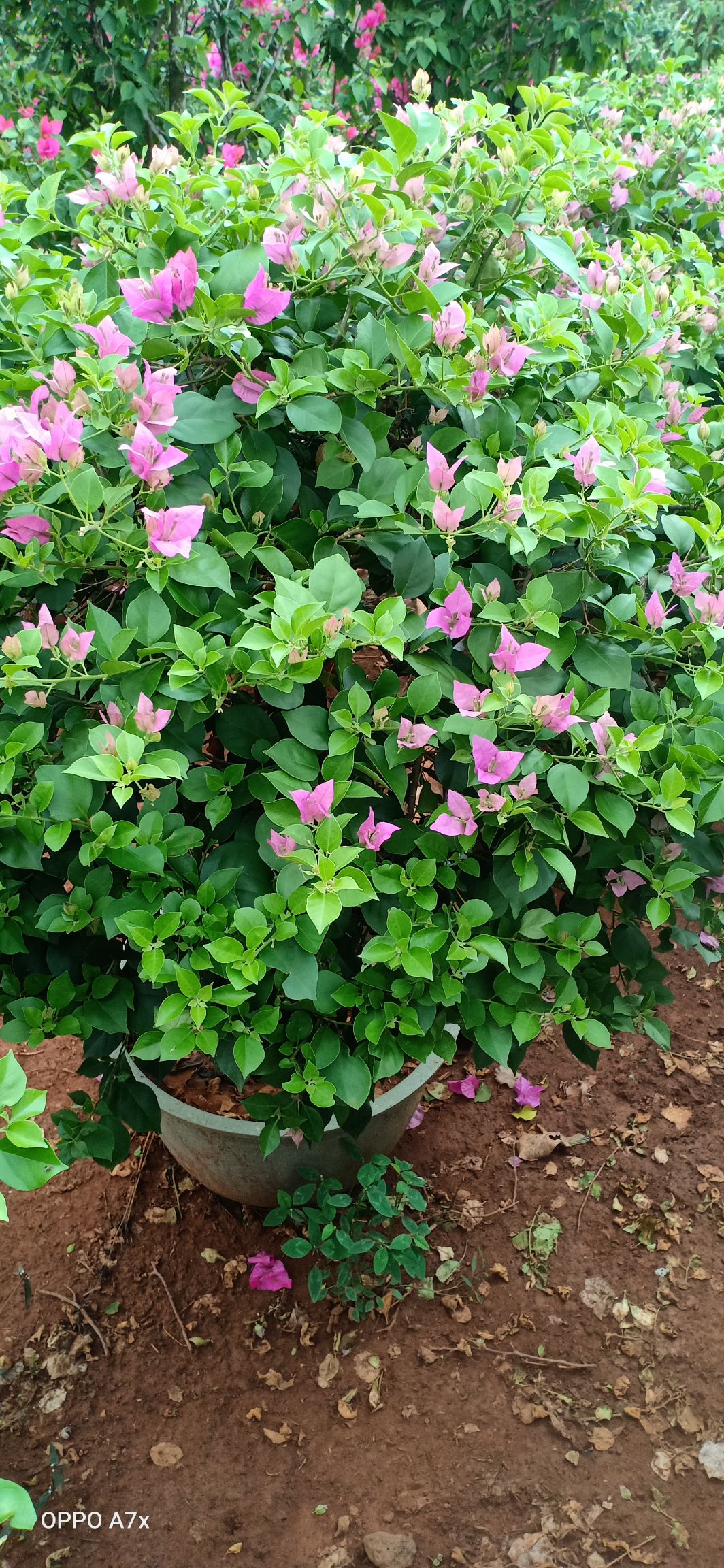  紫花三角梅球