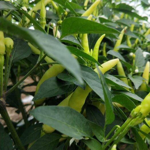 郸城县 大量供应泡椒，可按要求采摘
