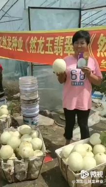 玉翡翠玉姑类型哈密瓜种子约200粒/袋