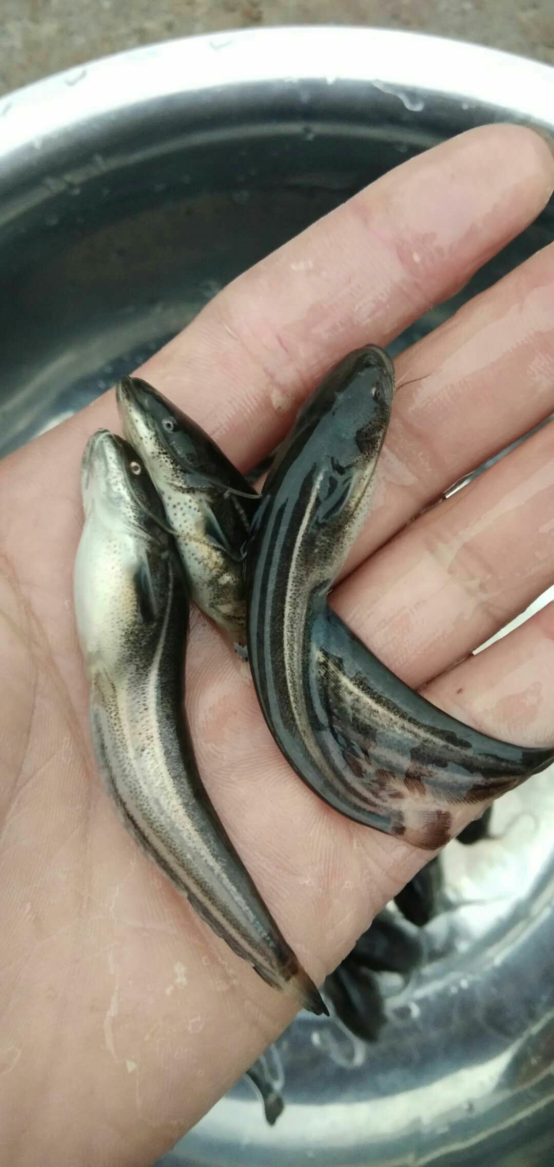 黑鱼苗优良品种基地直供
