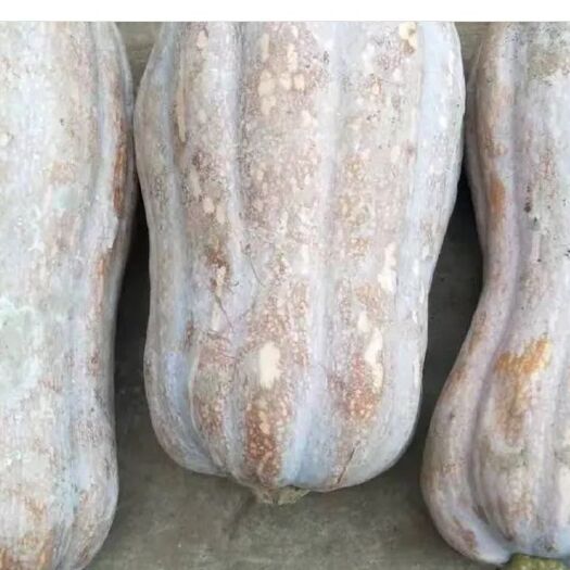 湖北蜜本南瓜  金韩密本